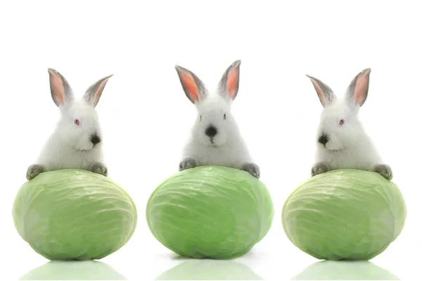 Three White Rabbit Cabbage White Background — Photo