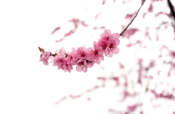 Rózsaszín Cseresznye Virágok Fehér Háttér — Stock Fotó