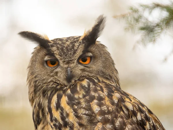 Owl Portrait Wild — 图库照片