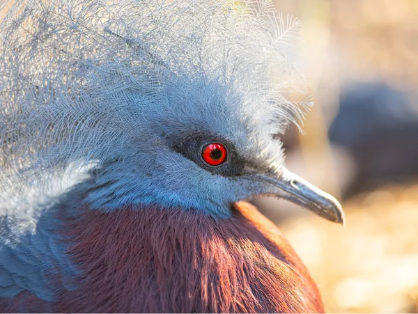 Portrait Southern Crowned Pegeon Sclateri — Stock fotografie