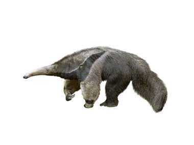 Karıncayiyen, Myrmecophaga tridactyla, beyaz arkaplanda izole