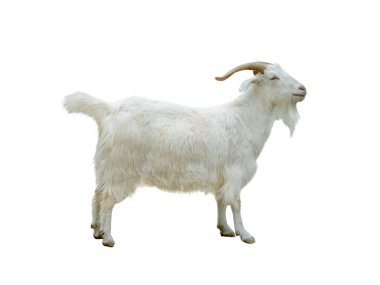 Beyaz Keçi beyaz zemin üzerine izole