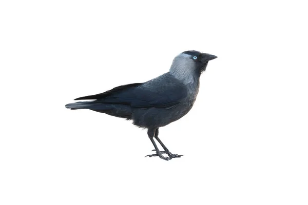 Uccello Jackdaw Isolato Sfondo Bianco — Foto Stock