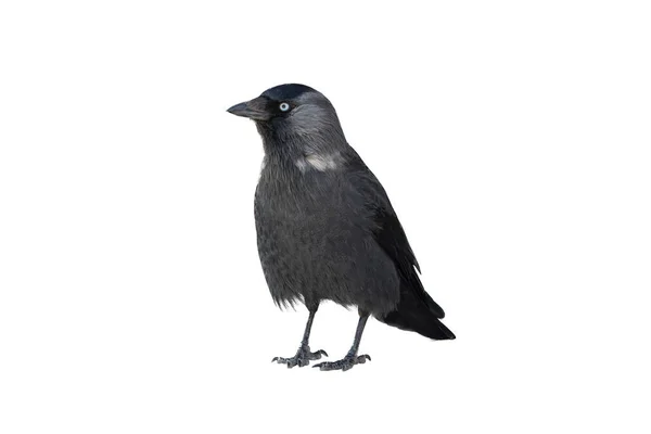 Pták Jackdaw Izolované Bílém Pozadí — Stock fotografie