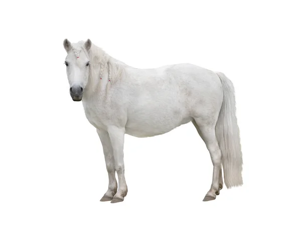 Cavalo Branco Com Tranças Elásticos Rosa Isolados Sobre Fundo Branco — Fotografia de Stock