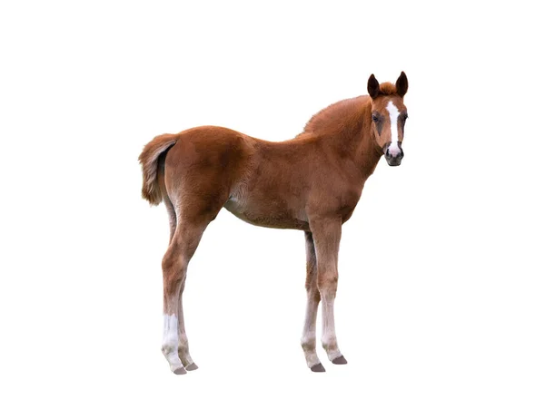 Little Stallion Isolated White Background — Stock Photo, Image