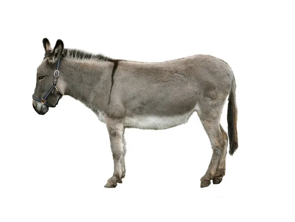 Burro Aislado Sobre Fondo Blanco — Foto de Stock