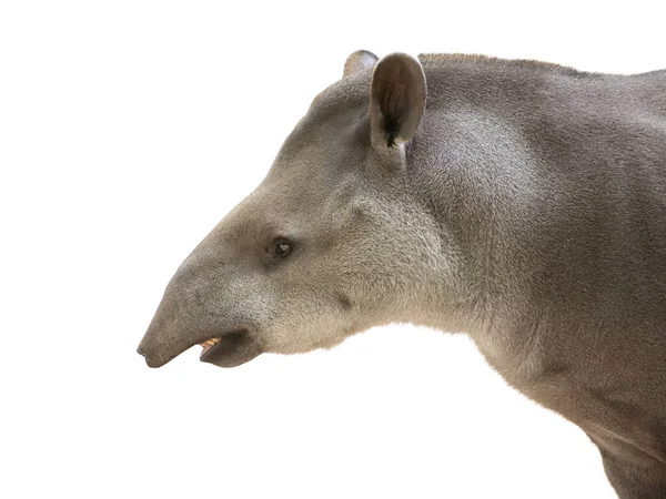 Tapirus Isolado Sobre Fundo Branco — Fotografia de Stock