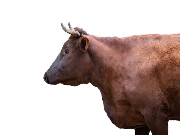 Portrét Krávy Izolovaný Bílém Pozadí — Stock fotografie