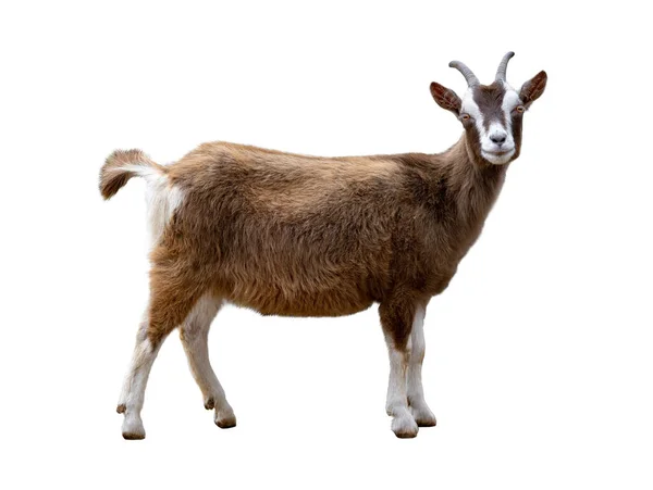 Brown Goat Isolated White Background — Stock Photo, Image