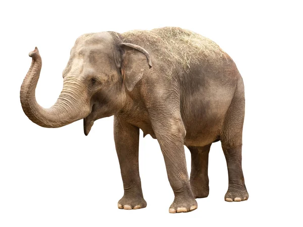 Elefante Africano Isolado Sobre Fundo Branco — Fotografia de Stock