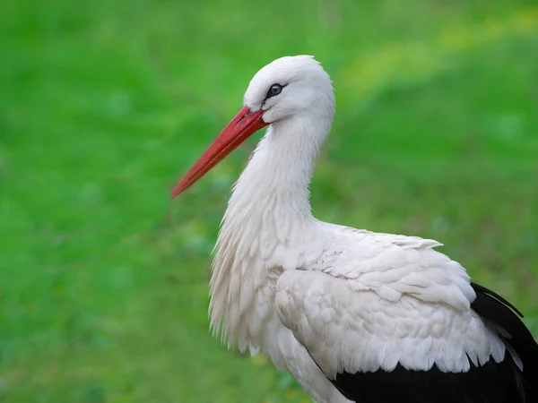 Portrait Une Cigogne Sauvage Sur Fond Vert — Photo