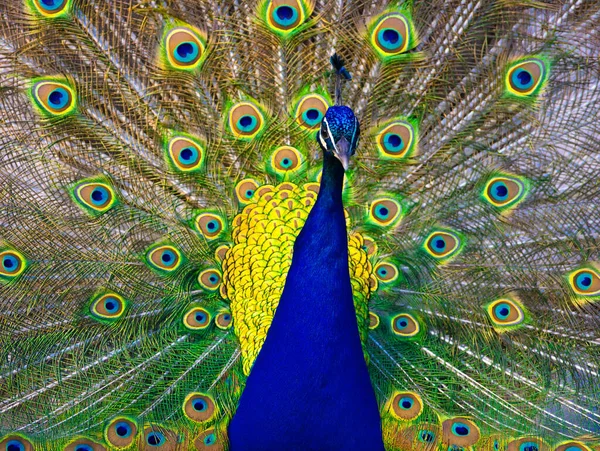Portret Niebieskiego Pawia Rozłożonym Ogonem — Zdjęcie stockowe