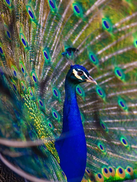Mavi Tavus Kuşu Portresi Yayılmış Kuyruklu — Stok fotoğraf