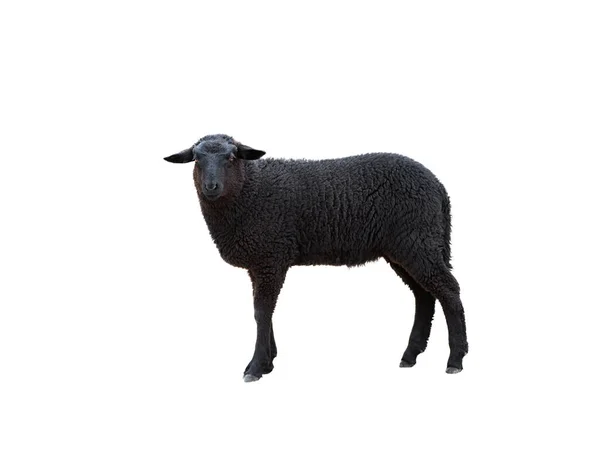 Černá Ovce Izolované Bílém Pozadí — Stock fotografie