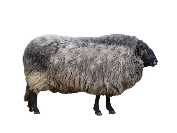 Gray Black Sheep Isolated White Background — Stock Photo, Image