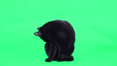 Siyah kedi yeşil ekranda yün temizleyicileri yalıyor. stüdyo
