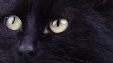 Siyah akıllı kedi farklı yönlere bakar. Yakın plan. stüdyo