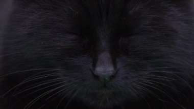 Gizemli kara kedi gözlerini açar ve kapatır.