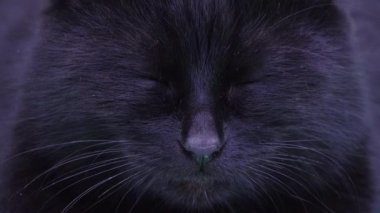 Gizemli kara kedi gözlerini açar ve kapatır.