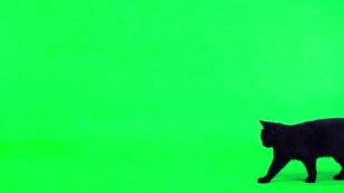 Ağır çekim. Siyah kedi yeşil ekrana girer, hareket eder ve kaybolur.
