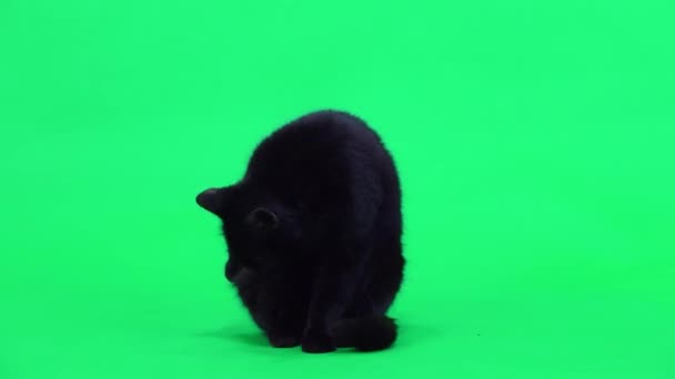 Gato Preto Lambe Lavagens Tela Verde Estúdio — Vídeo de Stock