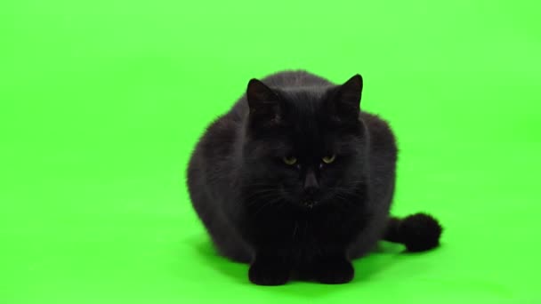 Gato Negro Lame Hocico Con Lengua Una Pantalla Verde Estudio — Vídeos de Stock