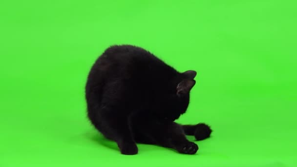 Μαύρη Γάτα Γλείφει Μάλλινα Πλυσίματα Στην Πράσινη Οθόνη Στούντιο — Αρχείο Βίντεο