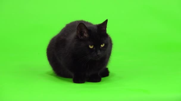 Μαύρη Γάτα Γλείφει Ρύγχος Του Γλώσσα Του Μια Πράσινη Οθόνη — Αρχείο Βίντεο