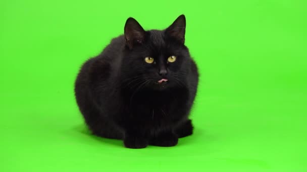Zwarte Kat Zit Een Groen Scherm Kijkt Verschillende Richtingen Studio — Stockvideo