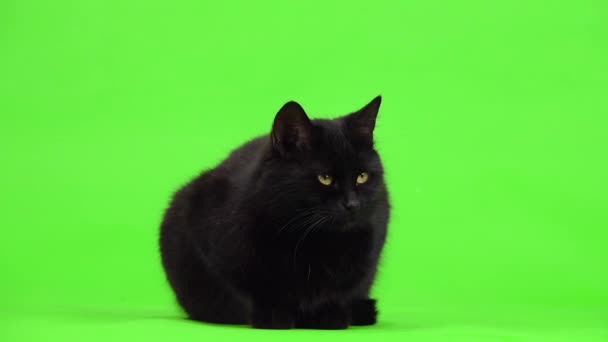 Μαύρη Γάτα Κάθεται Μια Πράσινη Οθόνη Και Κοιτάζει Προς Διαφορετικές — Αρχείο Βίντεο