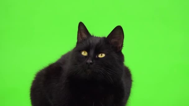 Черная Кошка Сидит Зеленом Экране Смотрит Разные Стороны Студия — стоковое видео