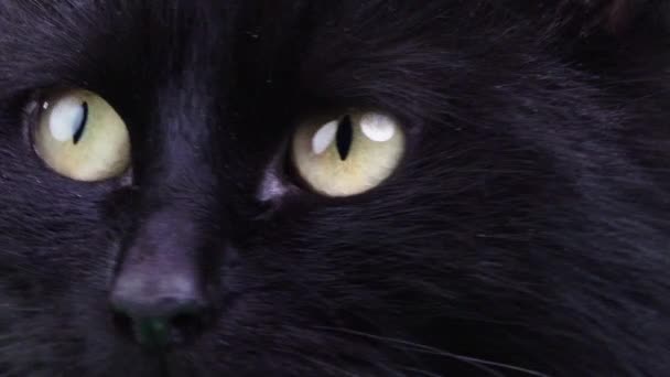 Schwarze Smart Cat Schauen Verschiedene Richtungen Nahaufnahme Studio — Stockvideo