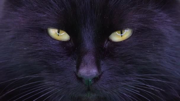 Black Cat Closes Eyes — Stock Video