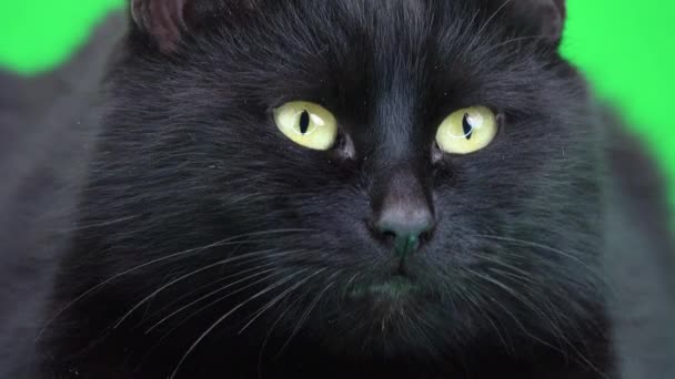 Чорний Кіт Відкриває Очі Дивиться Різних Напрямках Зеленому Екрані — стокове відео