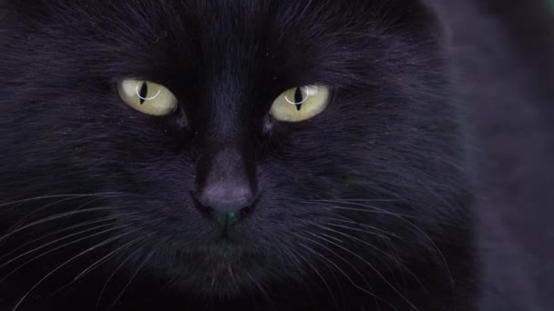 Mistyczne Czarny Kot Otwiera Obraca Jego Głowa — Wideo stockowe