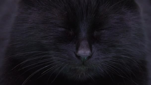 Mystische Schwarze Katze Öffnet Und Dreht Den Kopf — Stockvideo