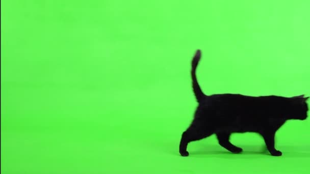고양이가 화면에 나타나고 움직이고 사라지고 — 비디오