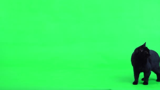 Zwarte Kat Verschijnt Het Groene Scherm Beweegt Verdwijnt — Stockvideo