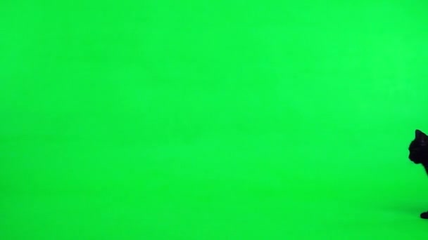 Повільний Рух Чорний Кіт Входить Зелений Екран Рухається — стокове відео