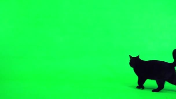 Cámara Lenta Gato Negro Entra Pantalla Verde Mueve — Vídeo de stock