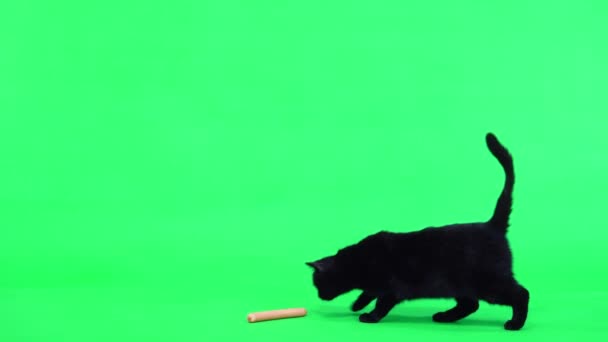 Чёрная Кошка Подбегает Колбасе Съедает Зелёном Экране — стоковое видео