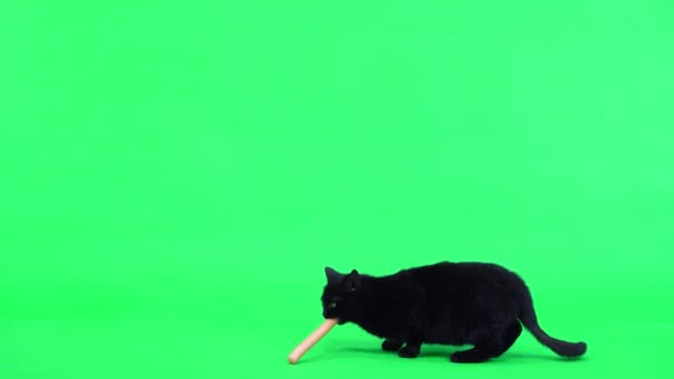 黒猫はソーセージまで走って緑色の画面で食べます — ストック動画