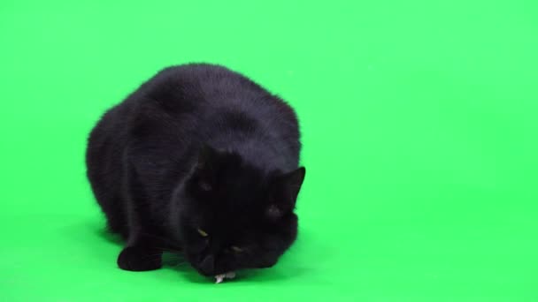 Gato Negro Primer Plano Una Pantalla Verde Mirando Diferentes Direcciones — Vídeos de Stock