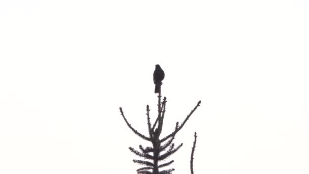 黒い鳥が木の上に座って白い背景で歌います — ストック動画