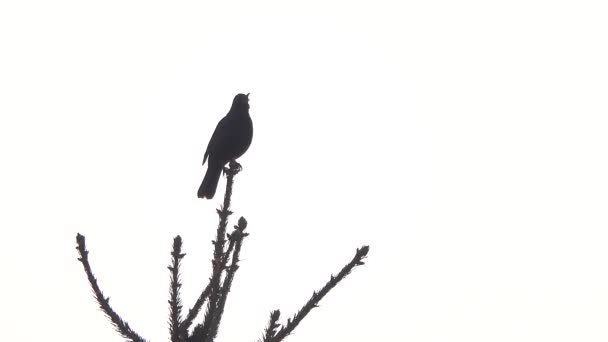 2羽の黒い鳥が木の上に座って白い背景で歌います — ストック動画