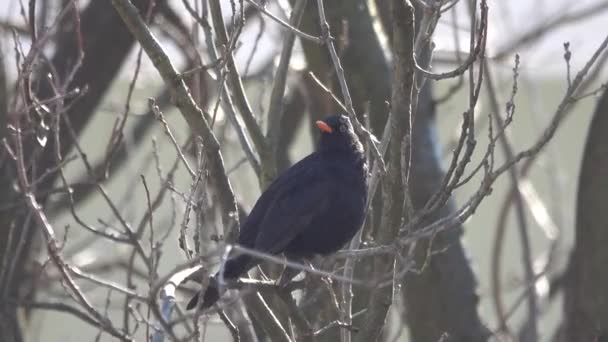 Чорний Птах Сидить Гілці Дерева Співає Місті — стокове відео