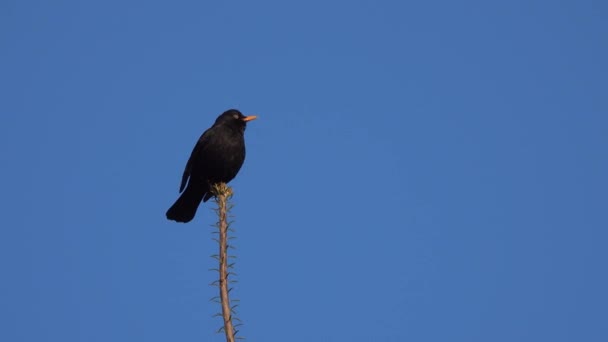 Blackbird Senta Cima Uma Árvore Fundo Azul — Vídeo de Stock