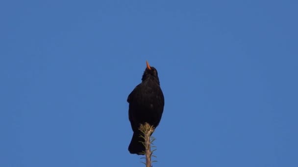 Blackbird Sitter Toppen Ett Träd Blå Bakgrund — Stockvideo