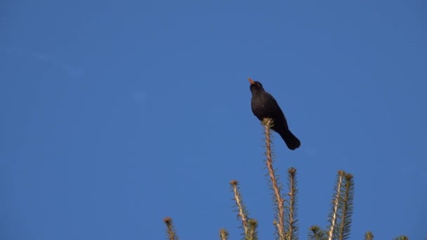 Merle Noir Est Assis Sur Arbre Chante Sur Fond Bleu — Video